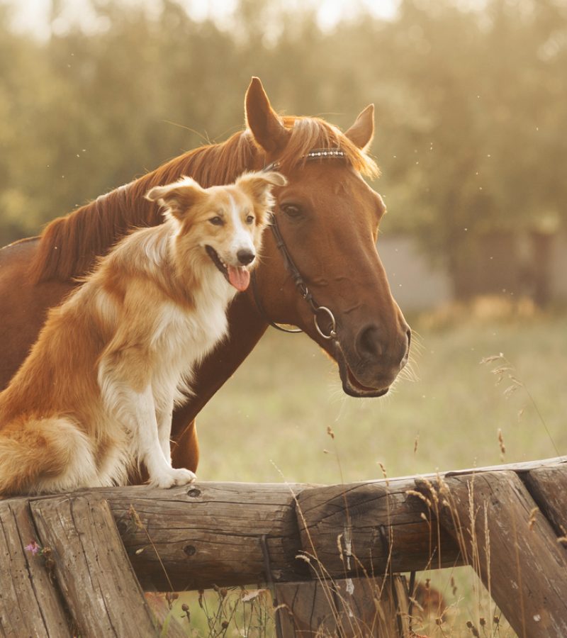 Red border collie dog and horse together at sunset in summer